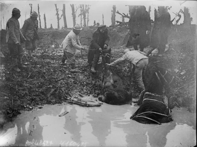 British and French troops work to free some horses from a flooded shell-hole. 