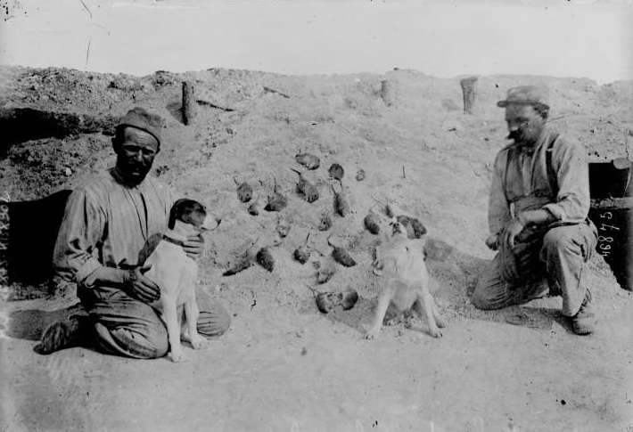 Soldiers proudly posing beside a large number of the rats killed by their dogs.