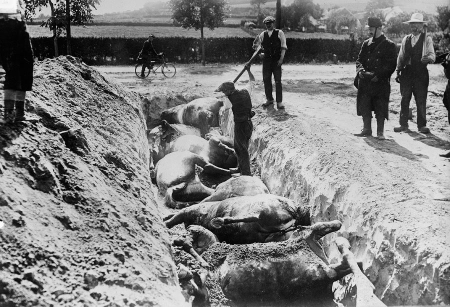 Local townsmen help with the grisly work of burying horses killed in Battle of Haelen, in 1914.