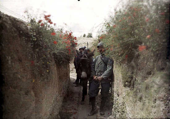 A machine-gun is brought up through the communication trenches on the back of a mule.