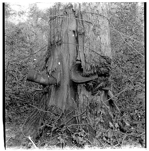 A 75 shell and a fragment from a 155 shell smashed into the trunk of a tree.