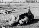 French observer in a fake horse carcass.