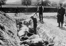 Local townsmen help with the grisly work of burying horses killed in Battle of Haelen, in 1914.