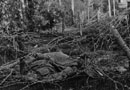 The bodies of those cut down in the barbed-wire.