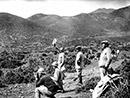 French signalers using fanions in the Eastern theater.