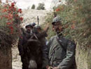 A machine-gun is brought up through the communication trenches on the back of a mule.