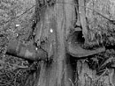 A 75 shell and a fragment from a 155 shell smashed into the trunk of a tree.