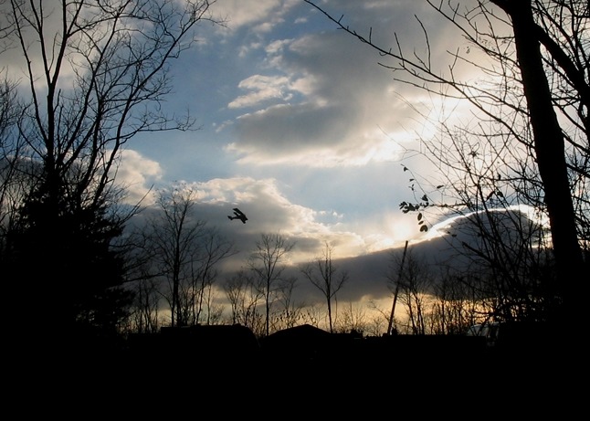 A plane flies over the darkened tree tops, November 2006.