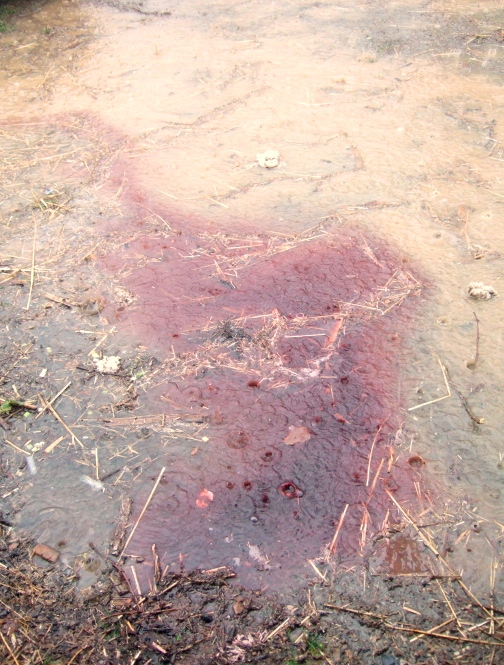 A pool of blood mixes with mud in a morning shower, April 2008.