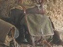 Small shelter in first-line trench, Battle of the Somme event, October 2006.