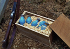 Loaded F1 grenades in their crate, ready to be thrown at the Boches. Newville, November 2013.