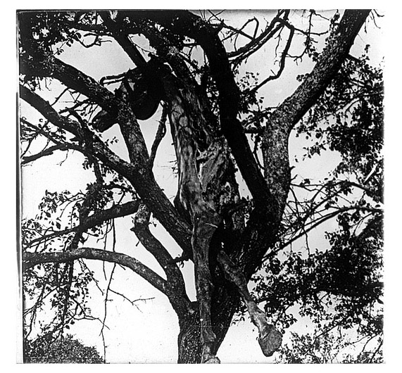 The body of horse fulng high into a tree by a shell blast.