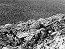 Human remains on Le Mort Homme, Verdun, 1916.
