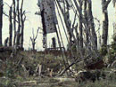 The remains of a once decorative piece of ironwork stands amongst the mutilated trunks of trees and flanked by two solitary crosses.